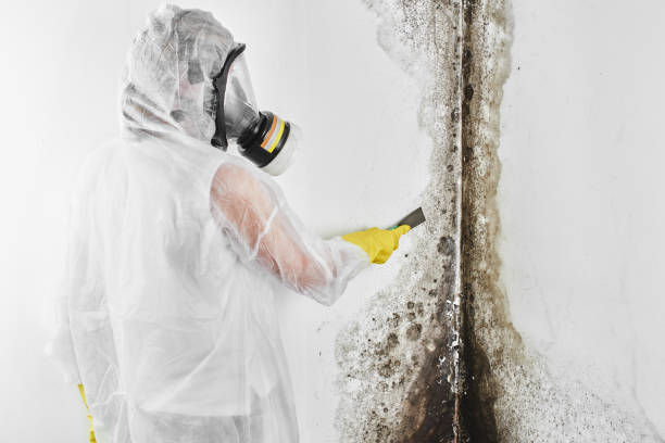 Best Mold Testing  in Basin, WY