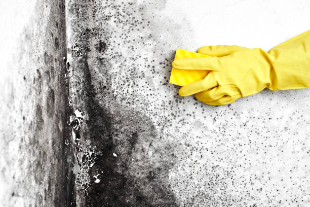 Best Local Mold Removal Service  in Basin, WY