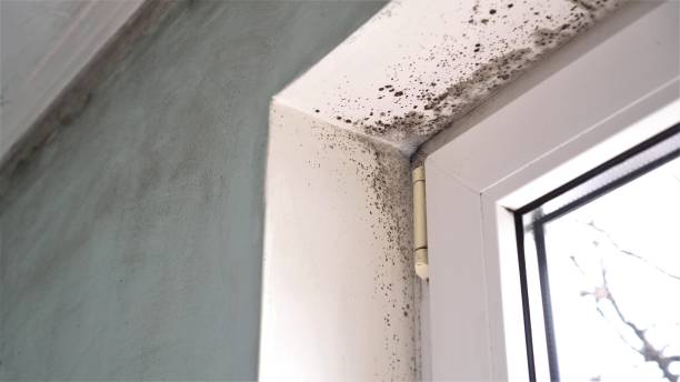 Best Local Mold Removal Service  in Basin, WY