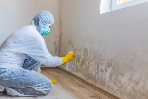 Best Affordable Mold Removal  in Basin, WY