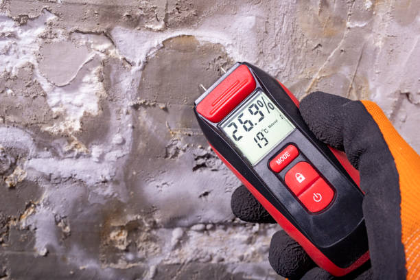 Best Black Mold Removal  in Basin, WY