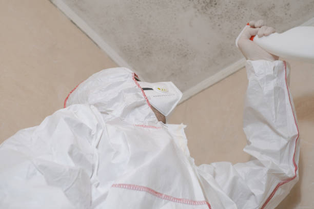 Best Mold Removal Company Near Me  in Basin, WY