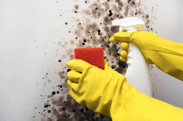 Best Toxic Mold Removal  in Basin, WY