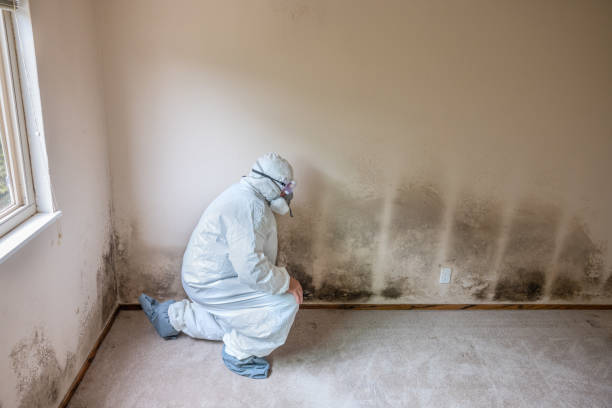 Best Black Mold Removal  in Basin, WY