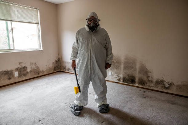 Mold Testing and Removal in Basin, WY
