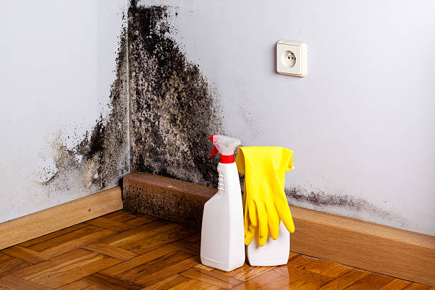 Best Emergency Mold Removal  in Basin, WY