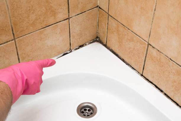 Best Office Mold Removal Services  in Basin, WY